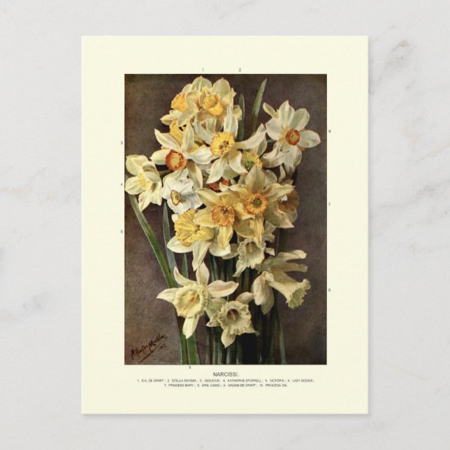 Narcissi Postcard (Front)