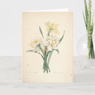 Narcissus by Botanical Redoute Sympathy Card
