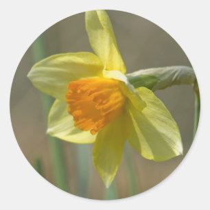 Narcissus Classic Round Sticker