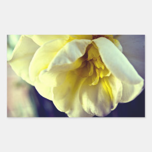 Narcissus Daffodil Rectangular Sticker