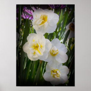 Narcissus Daffodils Poster