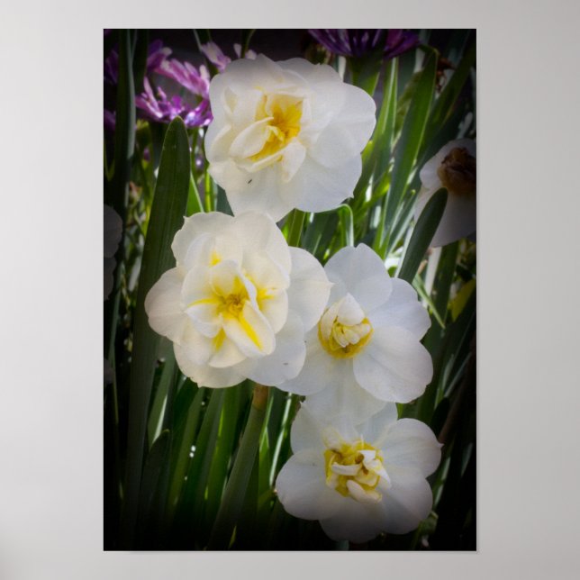 Narcissus Daffodils Poster (Front)