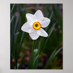 Narcissus Flower Poster