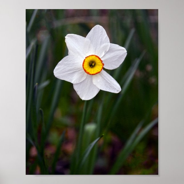 Narcissus Flower Poster (Front)