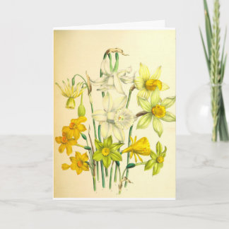 Narcissus Flower Sympathy Card