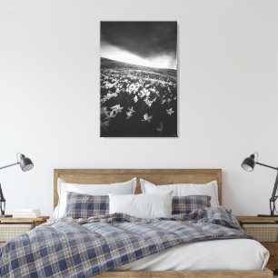 Narcissus flowers on mountain Golica, Slovenia Canvas Print