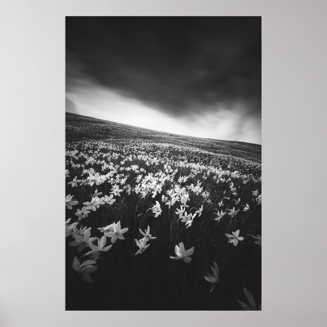 Narcissus flowers on mountain Golica, Slovenia Poster (Front)