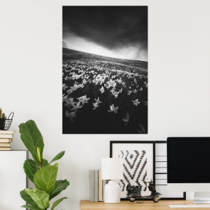 Narcissus flowers on mountain Golica, Slovenia Poster