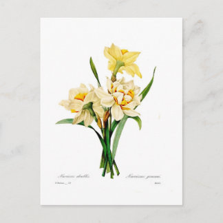 Narcissus gouani postcard