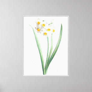 Narcissus, Pierre-Joseph Redouté, 1805 Canvas Print