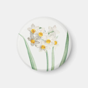 Narcissus, Pierre-Joseph Redouté, 1805 Magnet