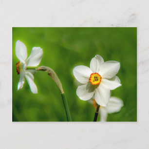 Narcissus Plant Postcard