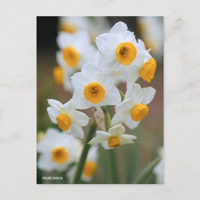 Narcissus [Postcard] Postcard (Front)