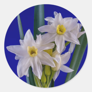 Narcissus Spring Classic Round Sticker