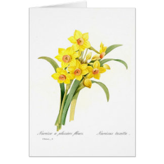 Narcissus tazetta