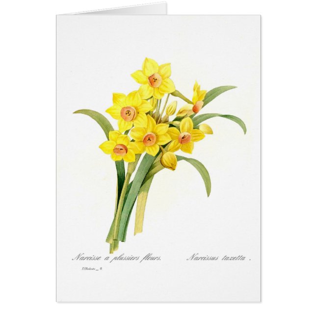 Narcissus tazetta (Front)
