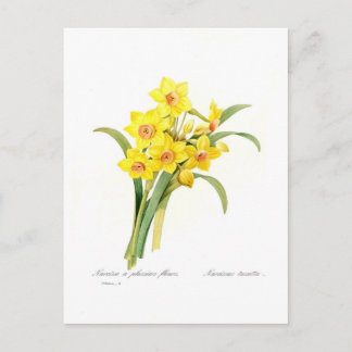 Narcissus tazetta postcard