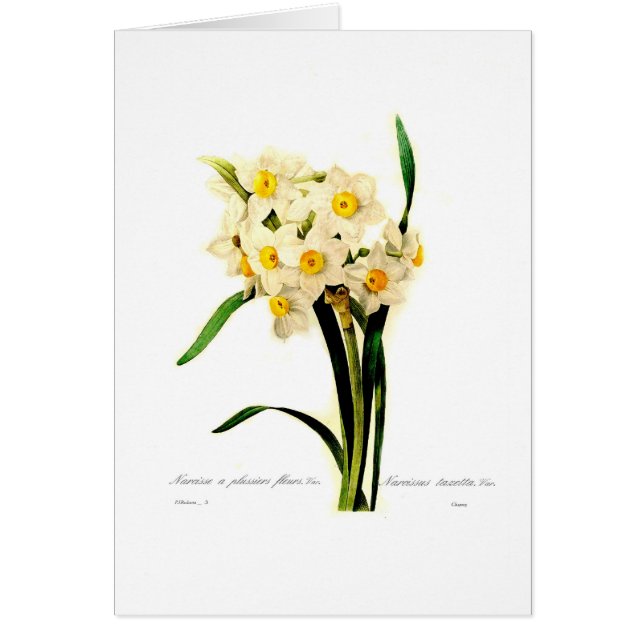 Narcissus tazetta.var (Front)