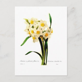 Narcissus tazetta.var postcard