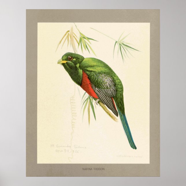Narina Trogon Poster (Front)