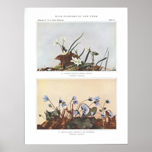 Narrow-Leaved Spring Beauty - Claytonia virginica Poster (Front)