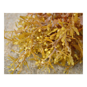 Narrowleaf Sargasso seaweed algae on sandy beach Photo Print