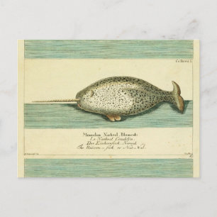 Narwhal Antique Whale Watercolor Painting Postcard