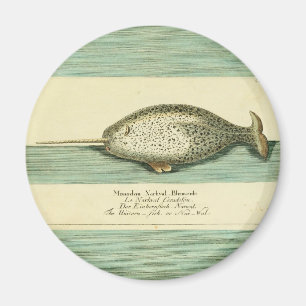 Narwhal Antique Whale Watercolor Scientific Art Magnet