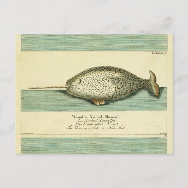 Narwhal Antique Whale Watercolor Scientific Art Postcard (Front)