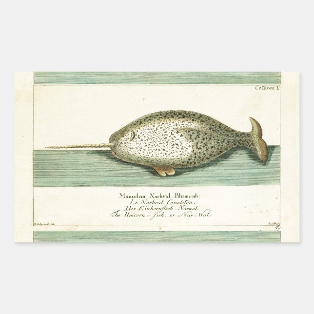 Narwhal Antique Whale Watercolor Scientific Art Rectangular Sticker (Front)