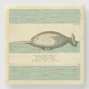 Narwhal Antique Whale Watercolor Scientific Art Stone Coaster