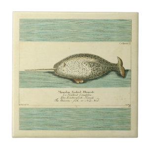 Narwhal Antique Whale Watercolor Scientific Art Tile