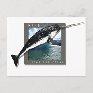 Narwhal Postcard