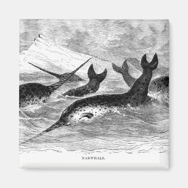 Narwhals Magnet (Front)