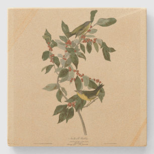 Nashville Warbler from Audubon's Birds of America Stone Coaster