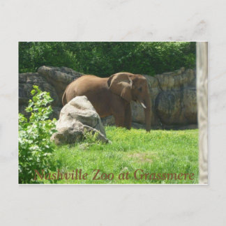 Nashville Zoo Postcard