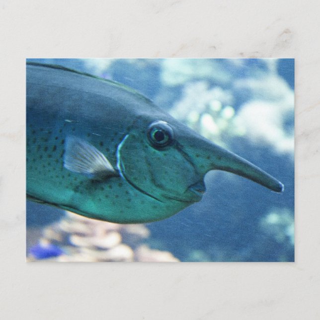 Naso brevirostris postcard (Front)