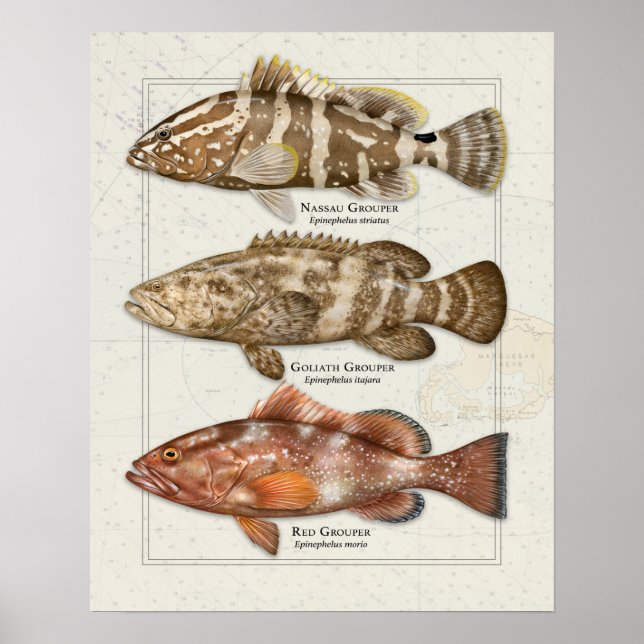 Nassau, Goliath, and Red Grouper Poster (Front)