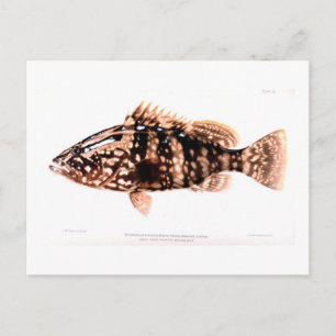 Nassau Grouper Postcard