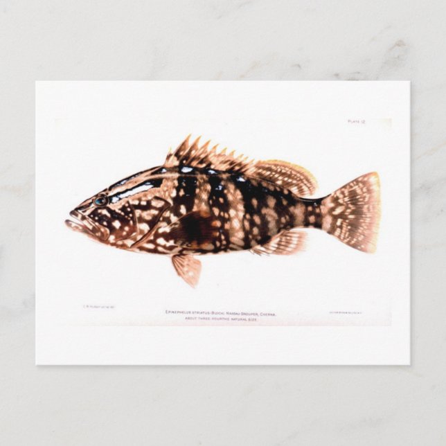 Nassau Grouper Postcard (Front)