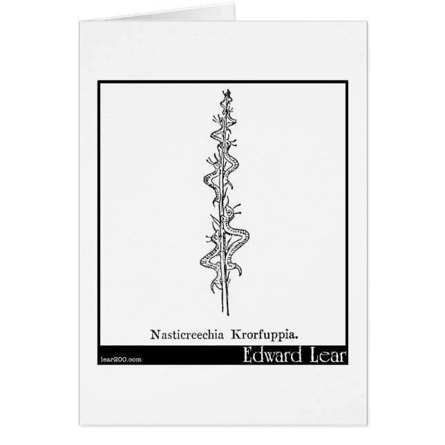 Nasticreechia Krorluppia. (Front)