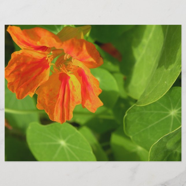 Nasturtium (Front)