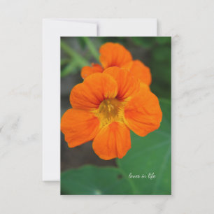 Nasturtium card