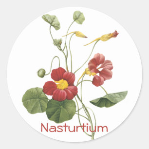 Nasturtium Classic Round Sticker