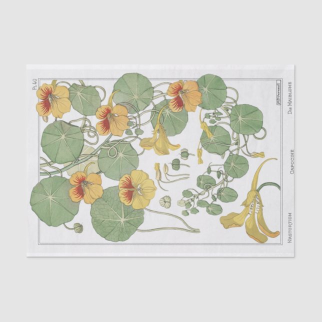 Nasturtium, Eugene Grassat's Botany Series Tissue Paper (Front)