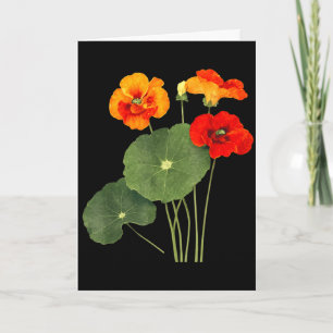 Nasturtium flower illustration vintage nature artN Card