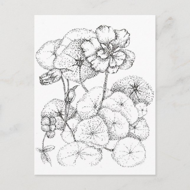 Nasturtium Flower Pen and Ink Drawing Art Postcard (Front)