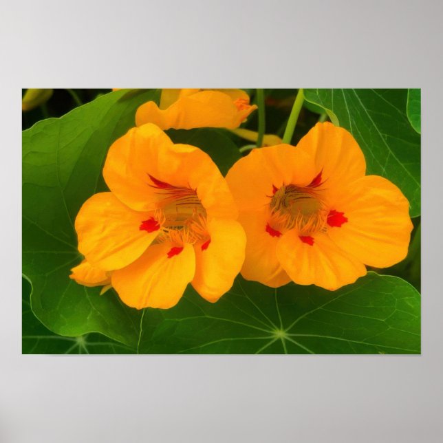 Nasturtium Flowers Poster (Front)