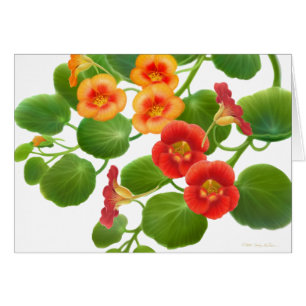 Nasturtium Garden Vines Card