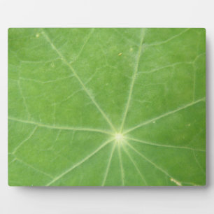 Nasturtium Leaf Plaque